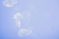 Jellyfish swimming underwater in La Rochelle. Original public domain image from <a href="https://commons.wikimedia.org/wiki/File:La_Rochelle_jellyfish_(Unsplash).jpg" target="_blank" rel="noopener noreferrer nofollow">Wikimedia Commons</a>