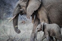 An elephant with ivory tusks walking next to a baby elephant in the wild. Original public domain image from <a href="https://commons.wikimedia.org/wiki/File:Elephant_mom_and_child_(Unsplash).jpg" target="_blank">Wikimedia Commons</a>