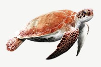 Sea turtle sticker, animal, environment image psd