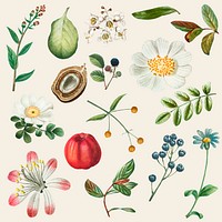 Fruit and flower vector vintage set hand drawn illustration