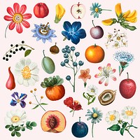 Flower and fruit vector set vintage illustration