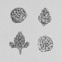 Hand drawn winter floral element vector