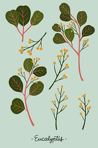 Eucalyptus on a green background illustration