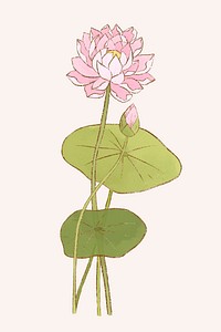 Hand-drawn water lily design element vector