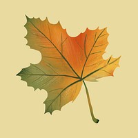 Hand drawn maple element vector autumn leaf