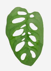 Plant leaf element vector Monstera obliqua