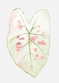 Plant leaf element vector Caladium