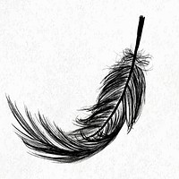 Black bird feather element vector 