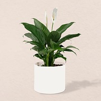 Plant vector image, peace lily plant home interior decoration