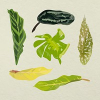 Tropical leaf vector art image set