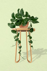 Houseplant vector image, hanging pothos potted home interior decoration
