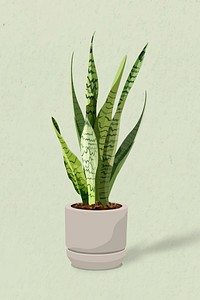 Houseplant vector image, snake plant home interior decoration