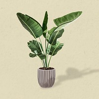 Plant vector art, banana tree in a flower pot