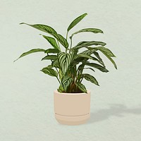 Plant vector image, Calathea Vittata potted home interior decoration