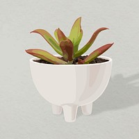 Plant vector art, succulent illustration 