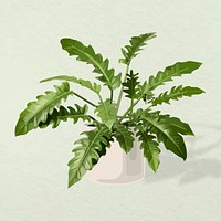Plant vector image, Philodendron xanadu potted home interior decoration