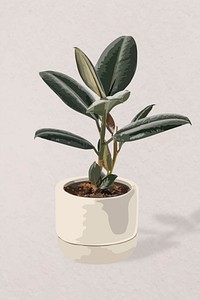 Houseplant vector image, rubber plant potted home interior decoration