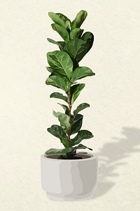 Potted plant vector image, fiddle leaf fig potted home interior decoration