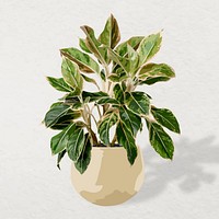 Houseplant vector image, Chinese evergreen potted home interior decoration