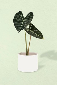 Potted plant vector, Alocasia longiloba potted home interior decoration