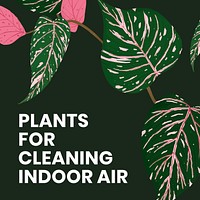 Houseplant social media template vector with plants for cleaning indoor air text
