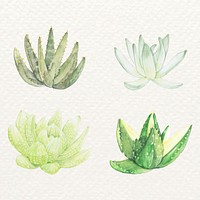 Succulent and aloe plant vector set