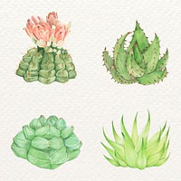 Succulent and aloe watercolor vector set