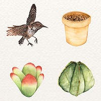 Wren bird and succulent vector set