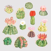 Desert cactus flower png sticker set