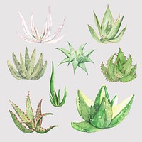 Desert aloe succulent vector sticker set