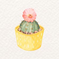 Potted chin cactus psd watercolor Gymnocalycium erinaceum 