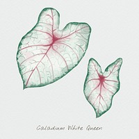 Psd caladium white queen leaf watercolor botanical