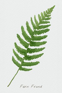 Psd fern frond leaf watercolor botanical illustration