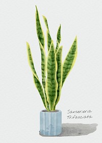 Watercolor snake plant leaf psd botanical