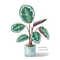 Rose painted calathea watercolor plant illustration