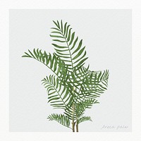 Watercolor areca palm leaf psd botanical