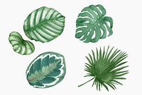 Botanical watercolor leaf illustration set