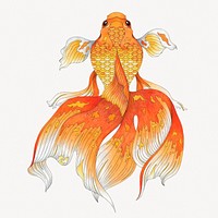 Japanese goldfish, animal isolated image