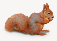 Squirrel collage element, cute wildlife psd