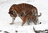 Siberian tigress with baby. Original public domain image from Wikimedia Commons