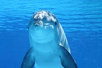 Darkened image of dolphin. Original public domain image from Wikimedia Commons