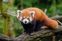 Red Panda. Original public domain image from Wikimedia Commons