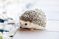 A domesticated baby hedgehog. Original public domain image from Wikimedia Commons