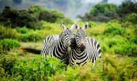 Two zebras nuzzling each other. Original public domain image from Wikimedia Commons