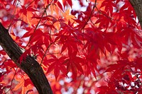 Autumn foliages of the palmate maple. Original public domain image from <a href="https://commons.wikimedia.org/wiki/File:Autumn_foliages.jpg" target="_blank" rel="noopener noreferrer nofollow">Wikimedia Commons</a>