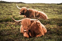 Two pieces of Highland cattle. Original public domain image from <a href="https://commons.wikimedia.org/wiki/File:Highland-cattle-1161694.jpg" target="_blank" rel="noopener noreferrer nofollow">Wikimedia Commons</a>