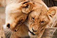 Two cuddling lionesses. Original public domain image from <a href="https://commons.wikimedia.org/wiki/File:Africa-animal-big-carnivore-87410.jpeg" target="_blank" rel="noopener noreferrer nofollow">Wikimedia Commons</a>
