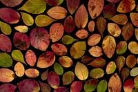 Maple leaves arranged on a flat surface. Original public domain image from <a href="https://commons.wikimedia.org/wiki/File:Autumn_Static_Leaves.jpg" target="_blank" rel="noopener noreferrer nofollow">Wikimedia Commons</a>