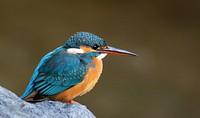 Common kingfisher in Japan. Original public domain image from Wikimedia Commons