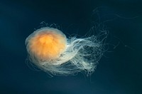 Lion's mane jellyfish (Cyanea capillata) in Gullmarn fjord at Sämstad, Lysekil Municipality, Sweden. Original public domain image from Wikimedia Commons